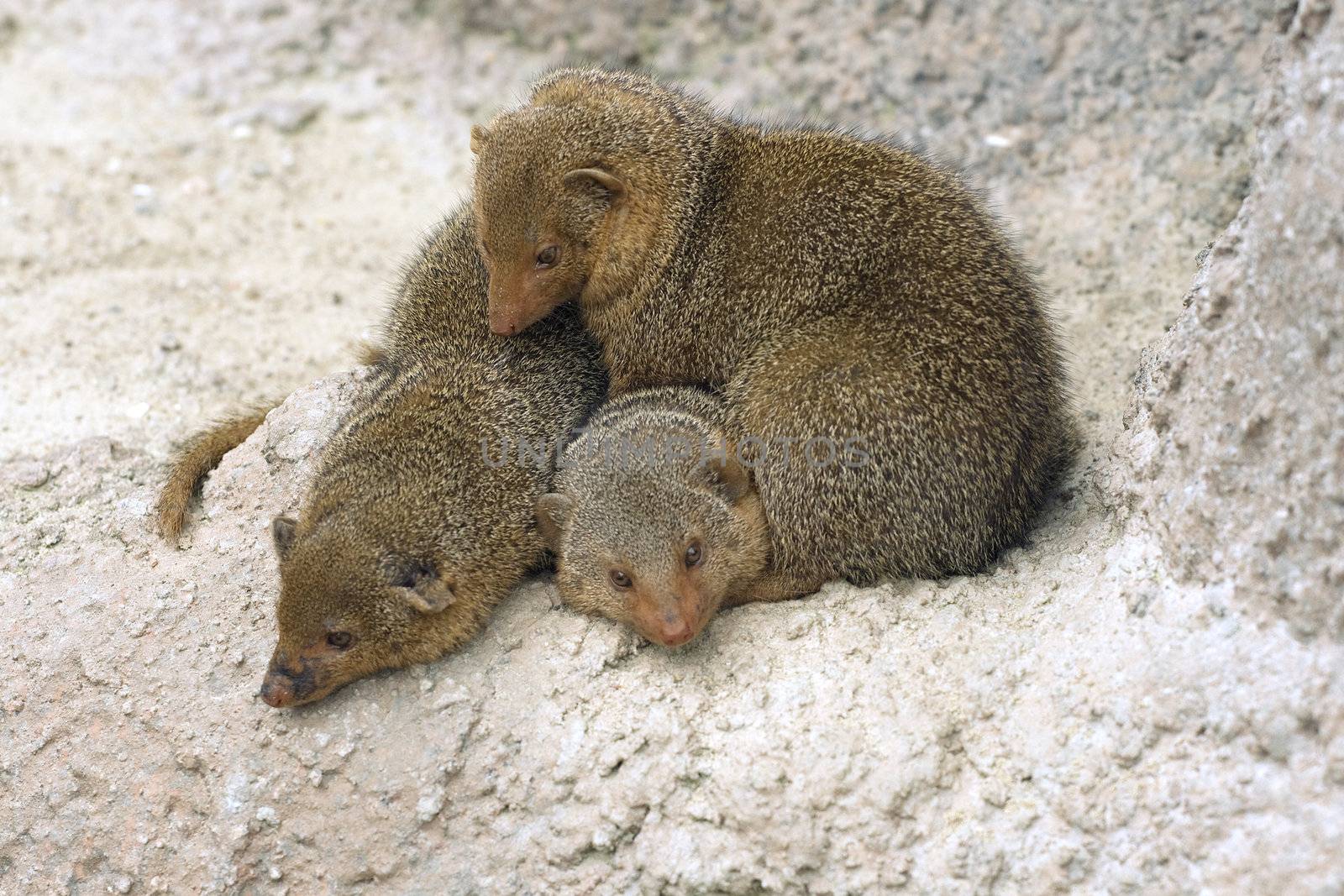 Three dwarf mongooses sitting on a rock
