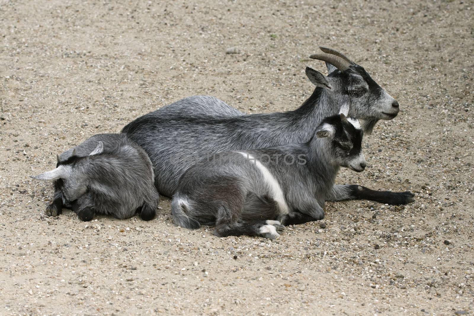 Grey mother goat laying with her child