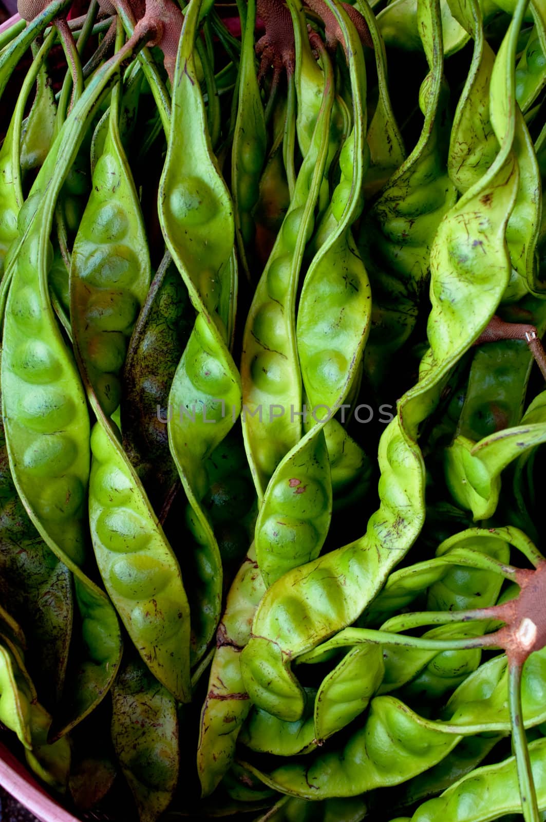 Close up of Parkia speciosa  -  Bean from southern of Thailand
