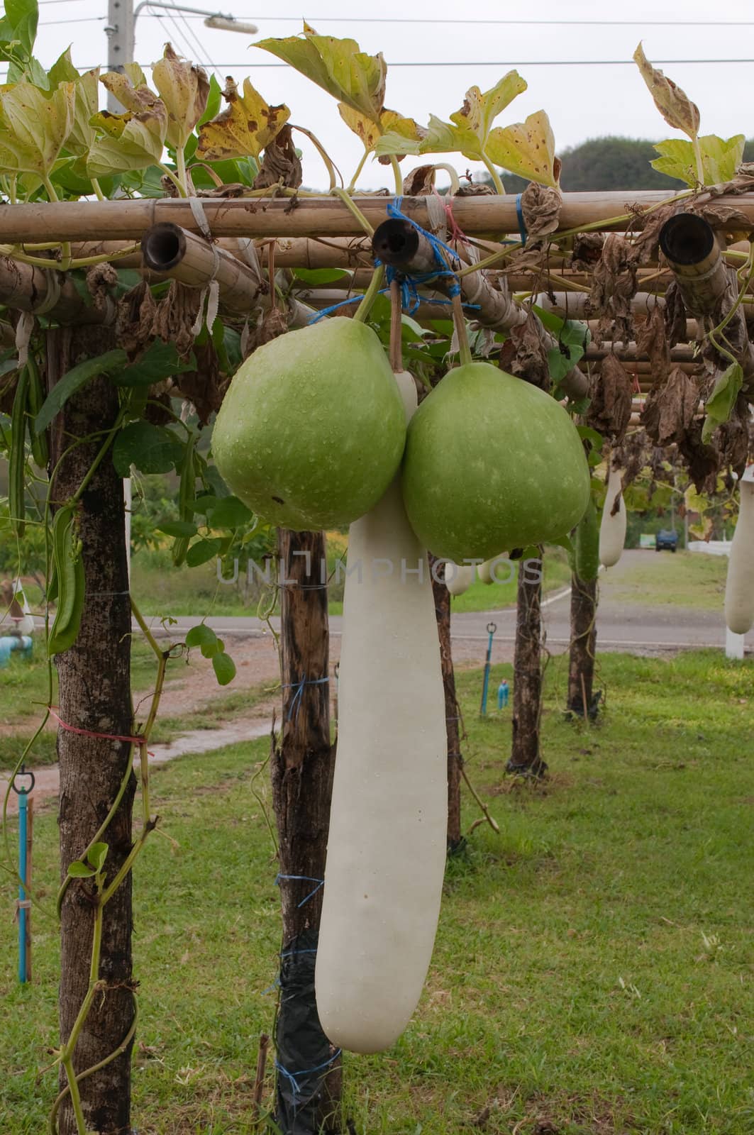 big green gourd in the garden