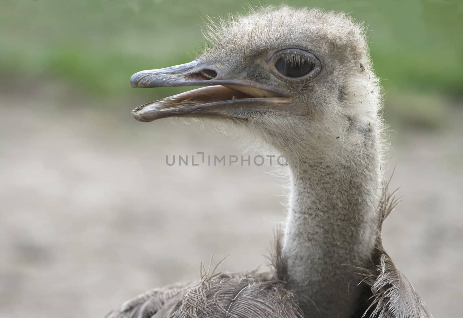 Head and neck of an ostrich with tousled feathers