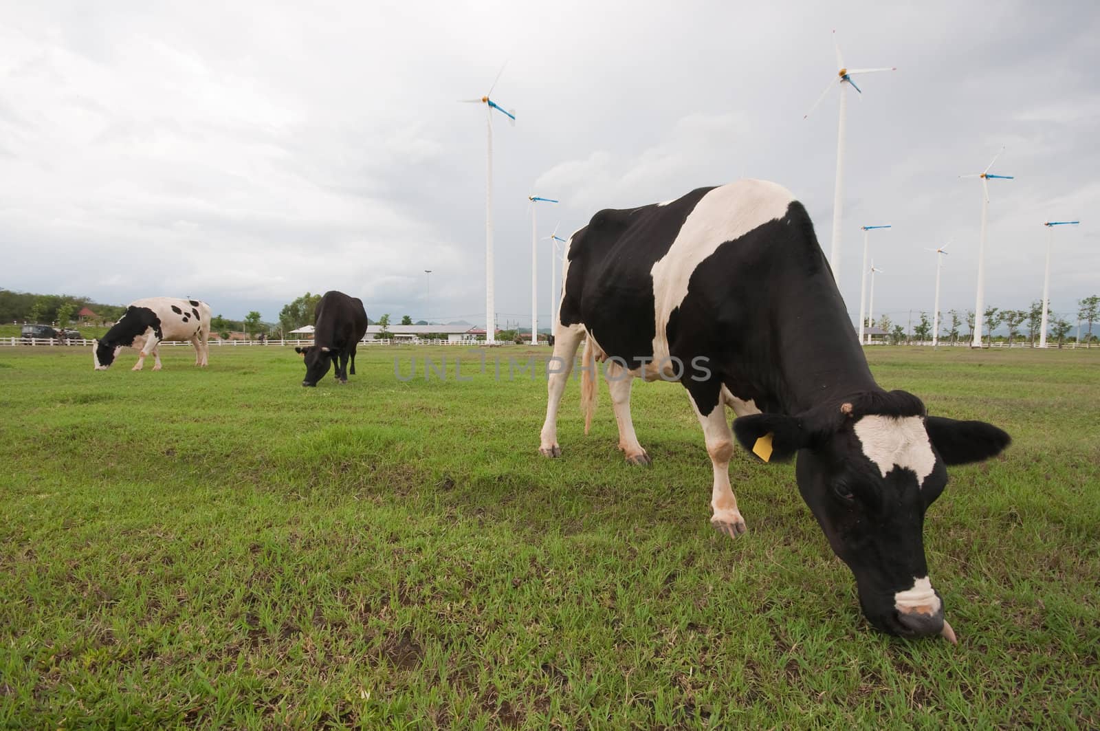 Cows on green meadow 