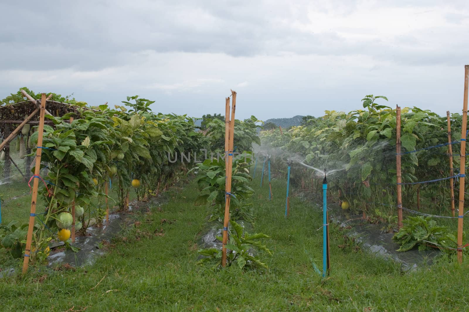 the landscape of vegetable garden