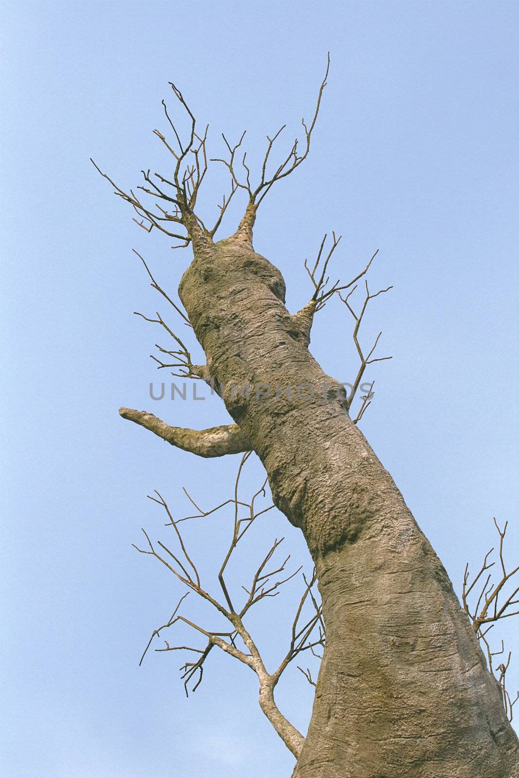 Baobab tree against blue sky, view from below