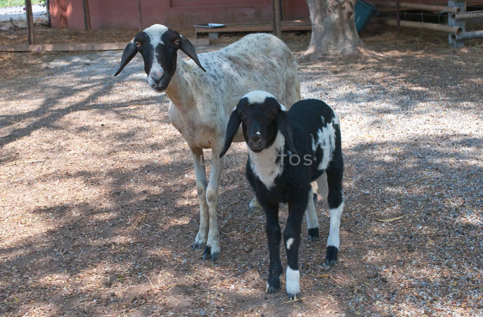 two black sheeps in a farm