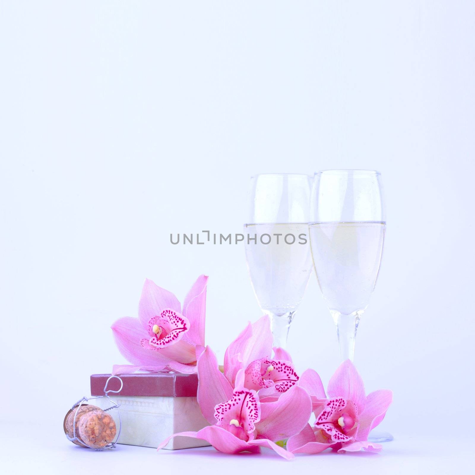 beautiful pink orchid against blue background