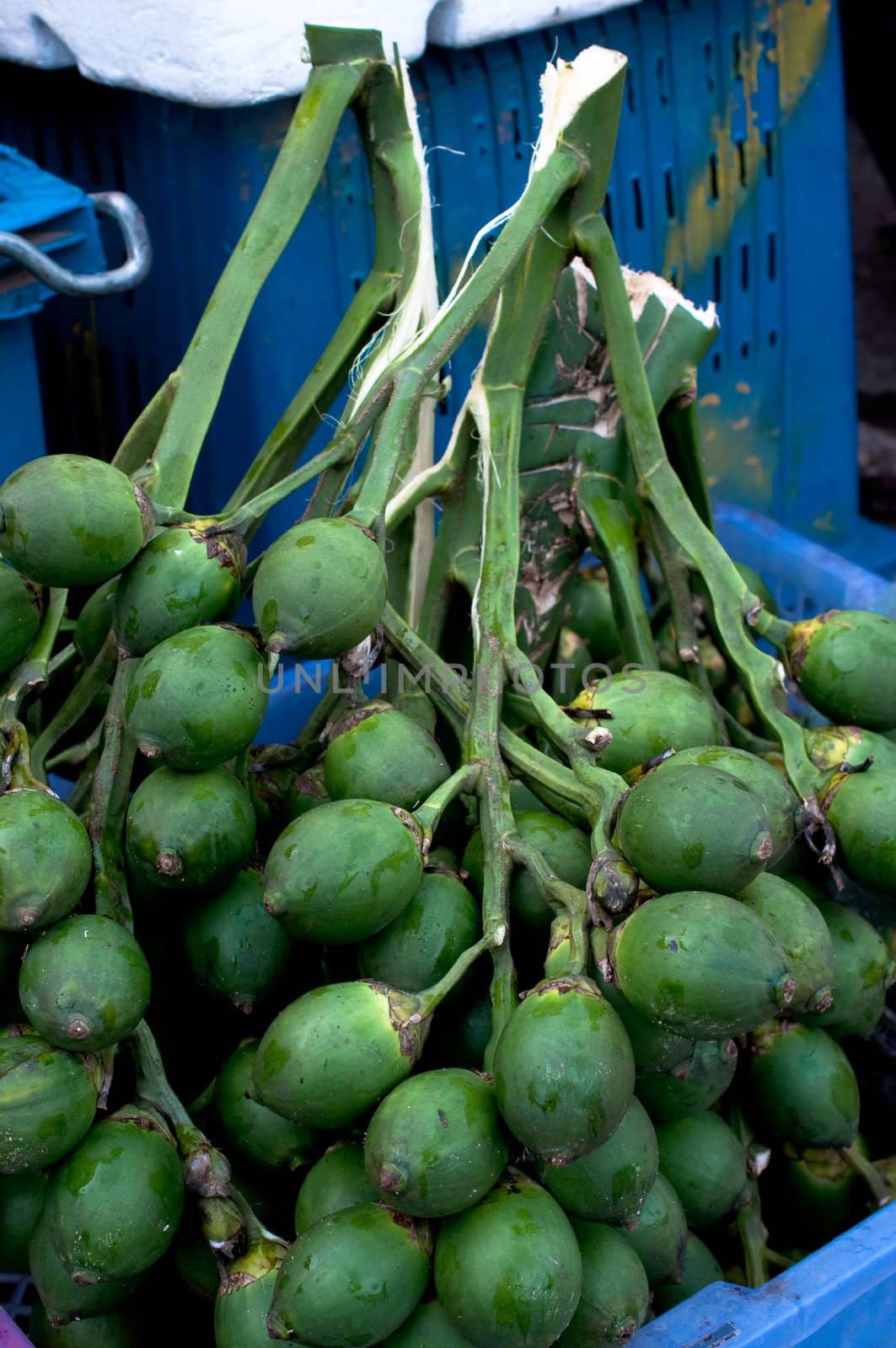 grpup of Thai areca nut 