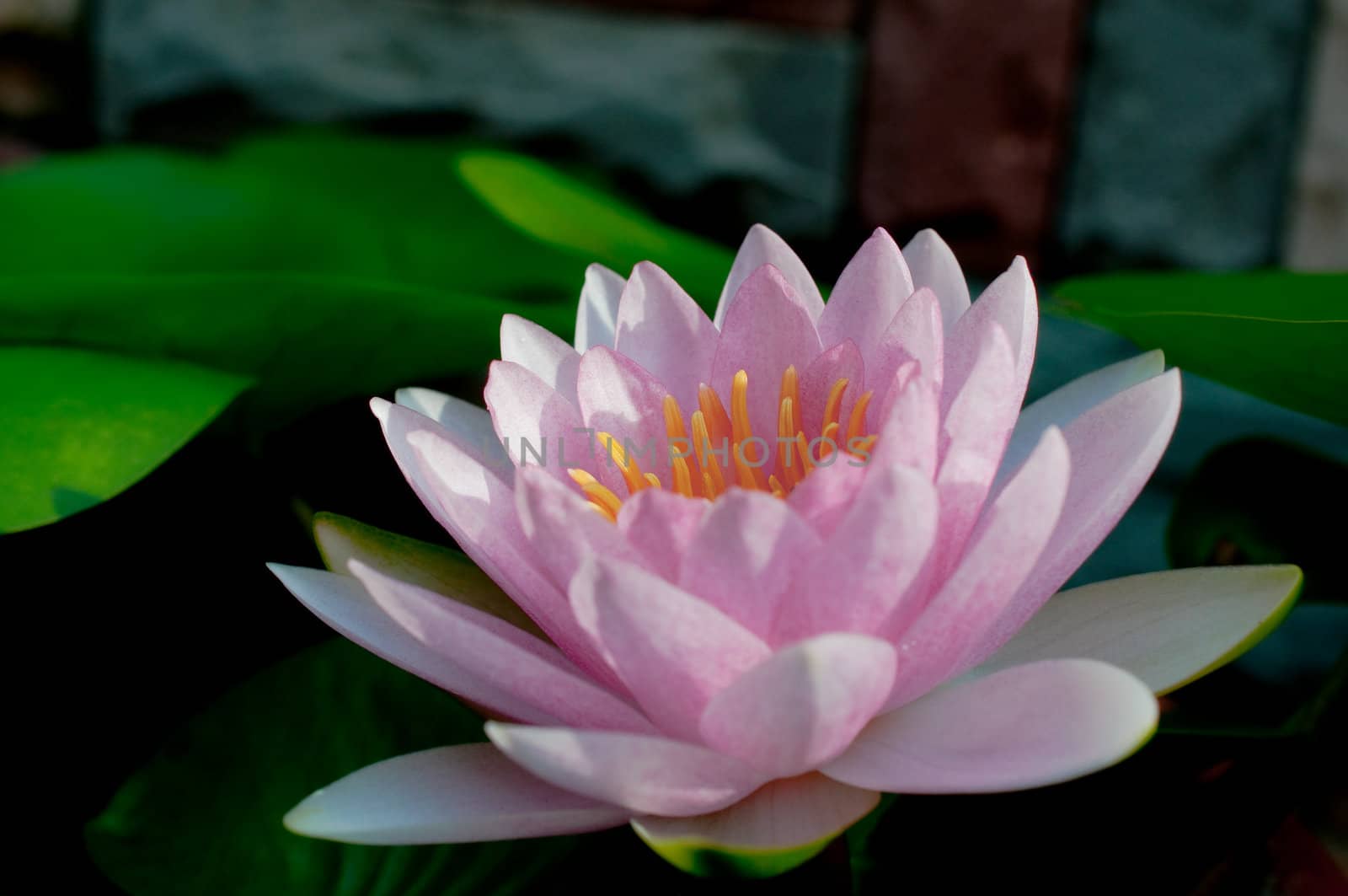 purple water lily in the pond