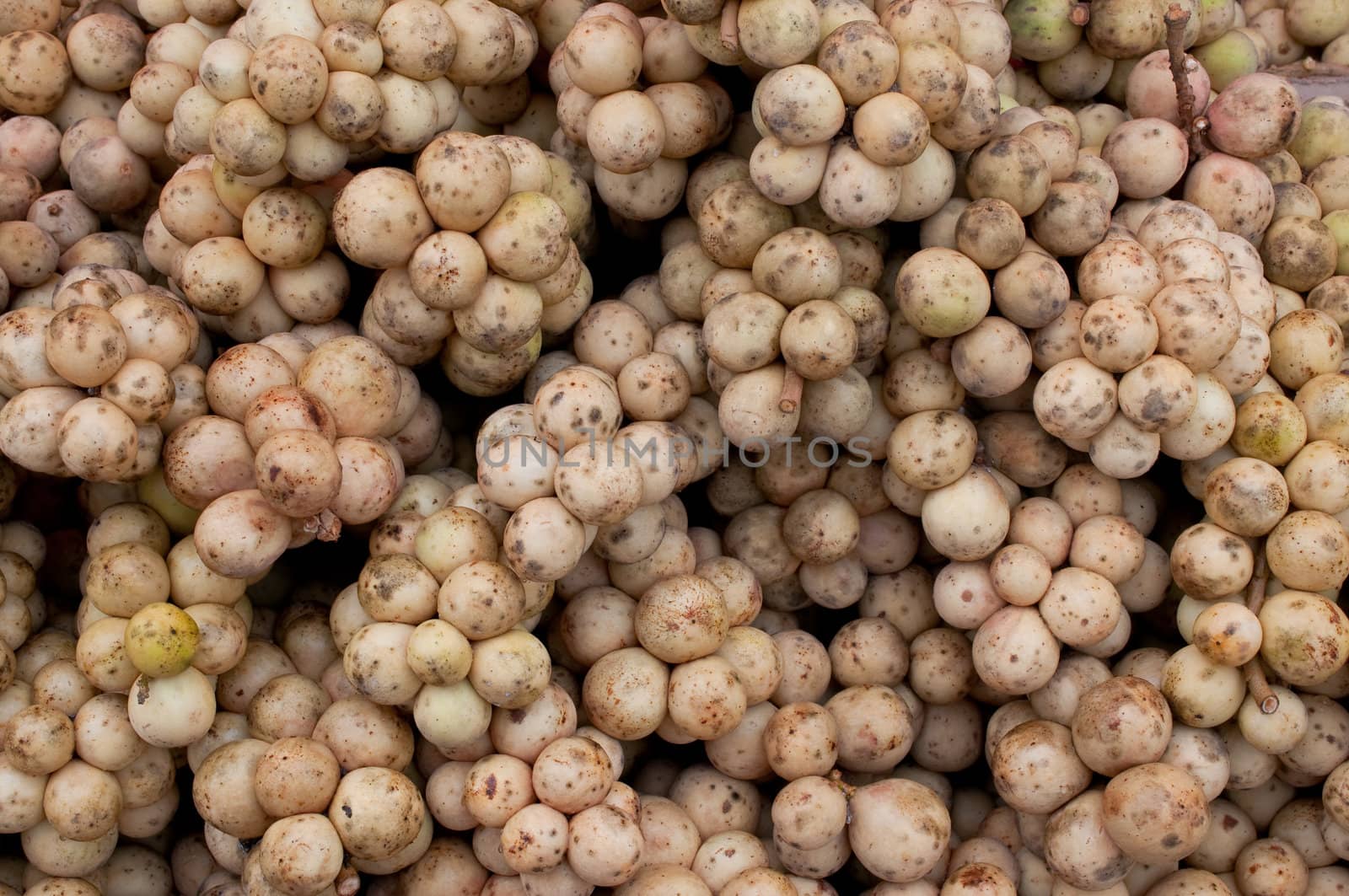 Fresh Lansium domesticum (Longkong) inThailand 