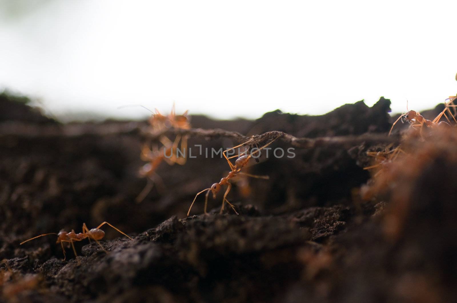 red ants on the tree