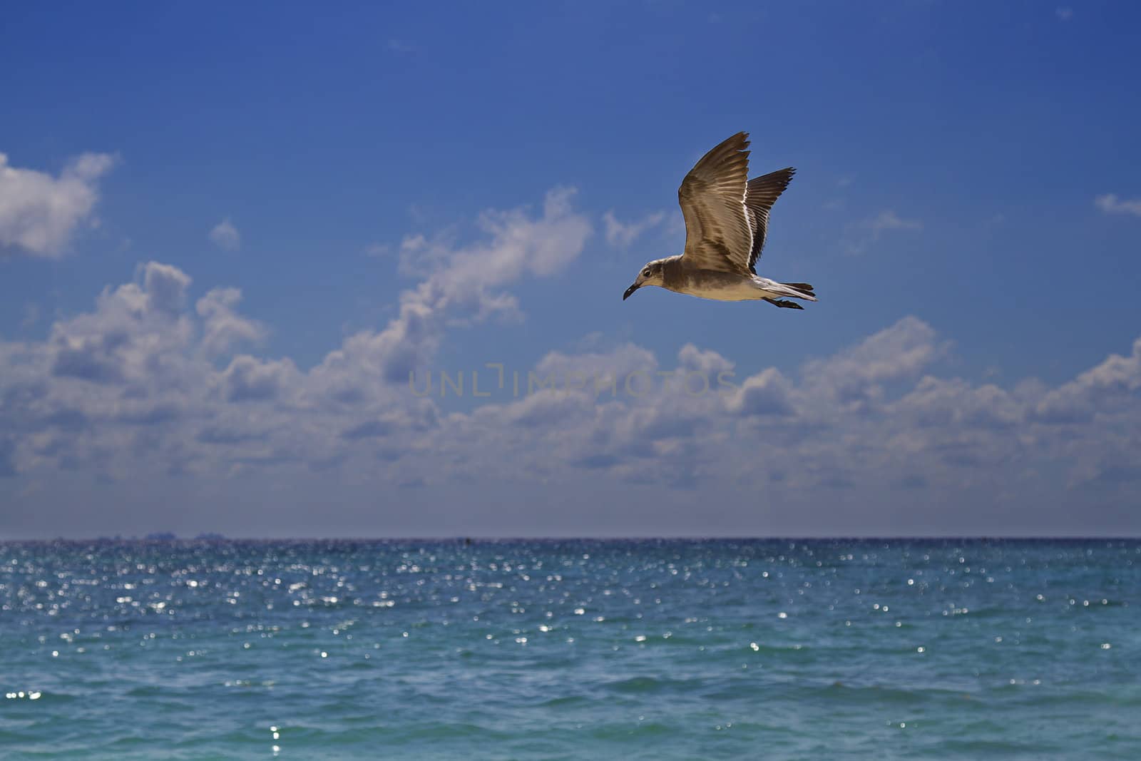 juvenile seagull flying over the ocean