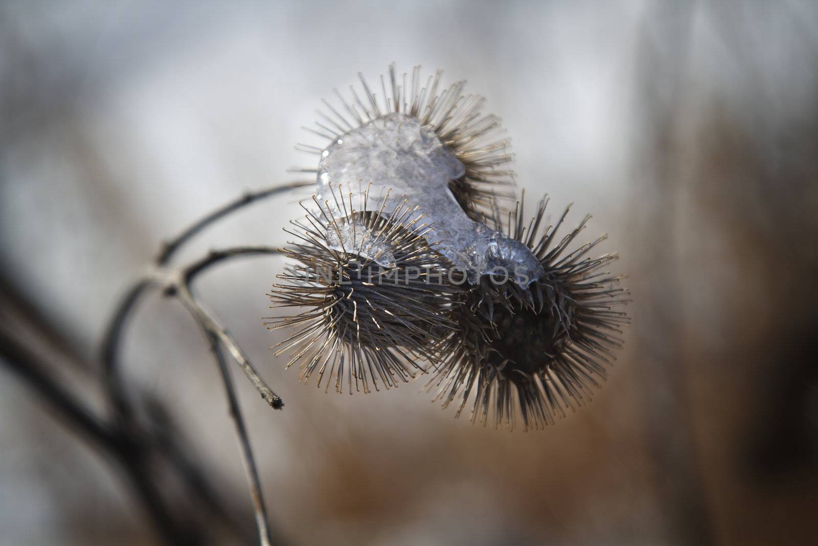 dried burdock overed with a sheet of ice