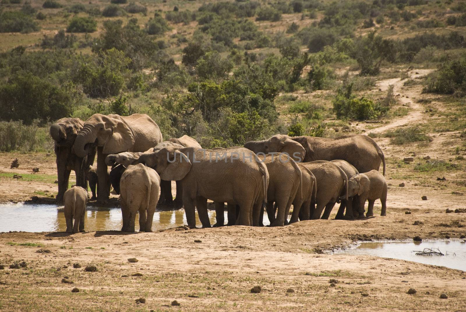 Elephant herd drinking at a water hole