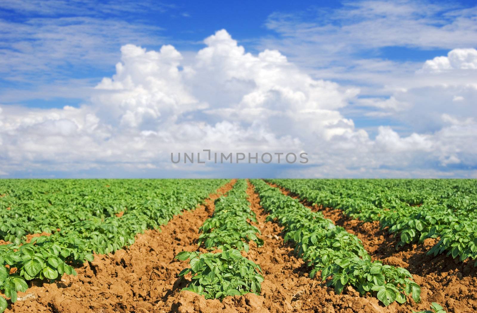 Green potato fields against blue sky