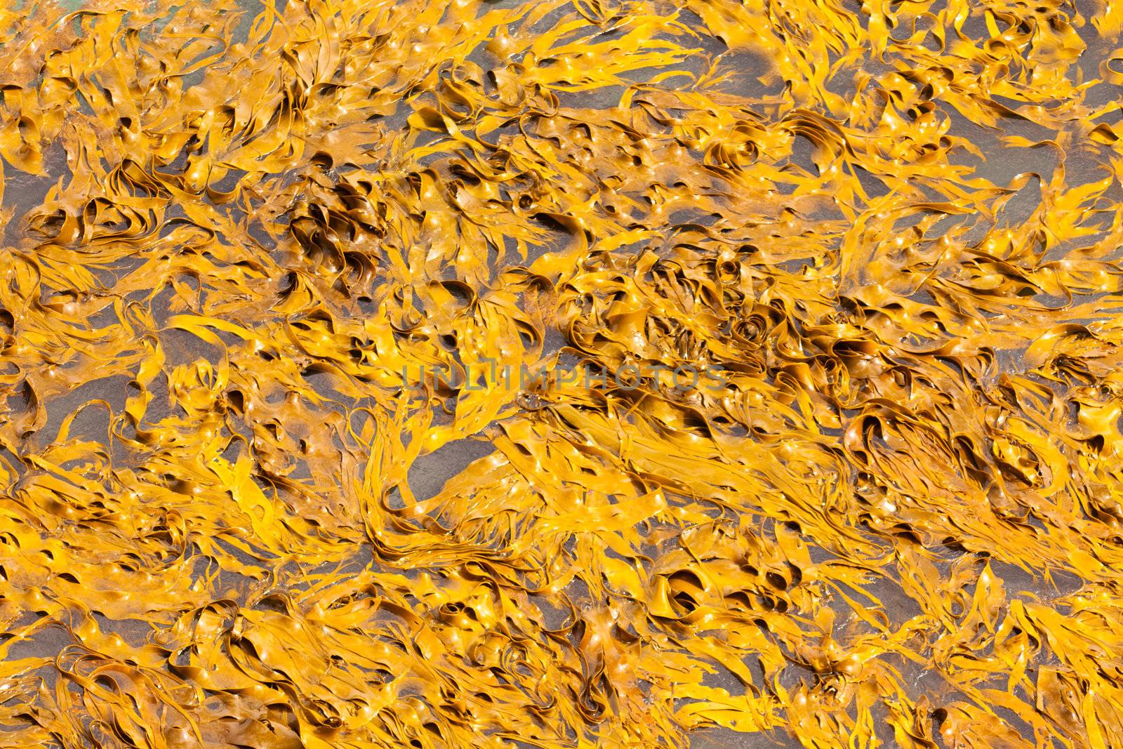 Bull Kelp or Durvillaea Antarctica blades floating on ocean surface background texture pattern