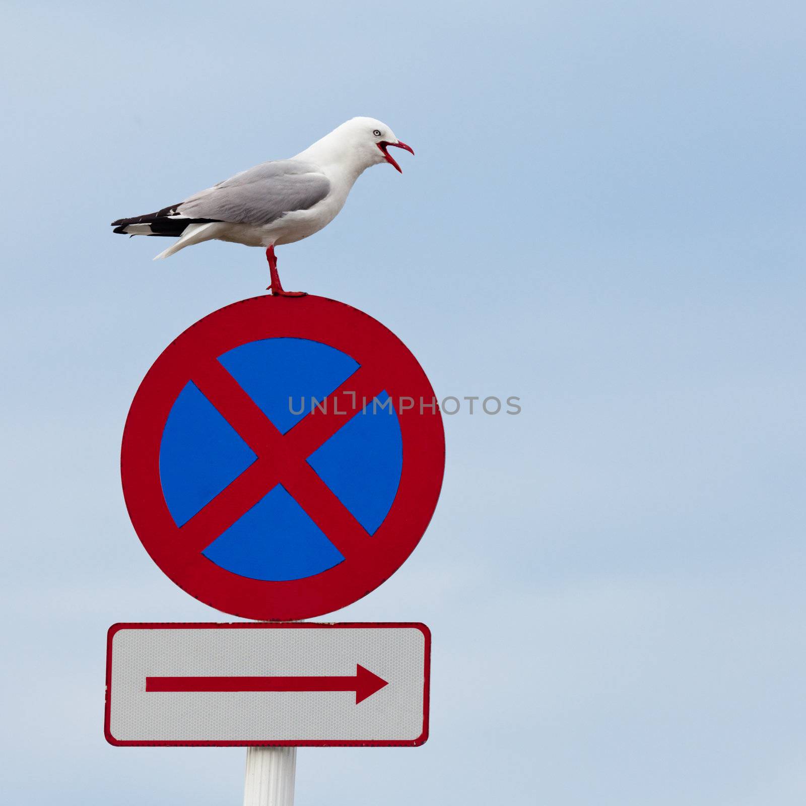 Seagull perched beak open on no stopping roadsign by PiLens