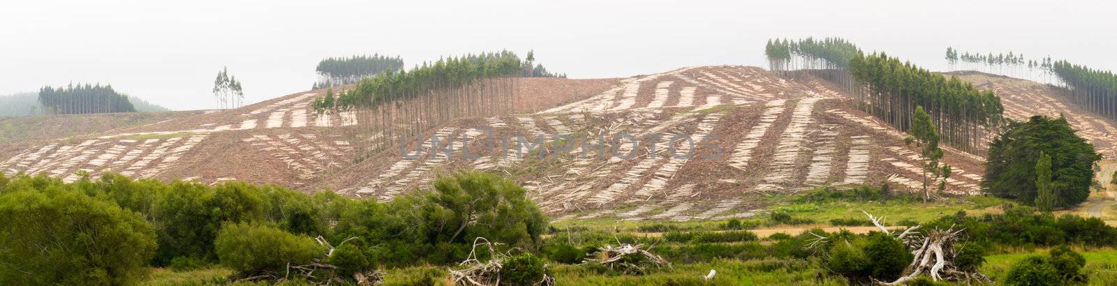 Vast clearcut Eucalyptus forest for timber harvest by PiLens
