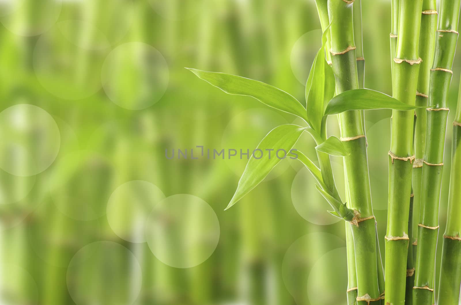 Bamboo background