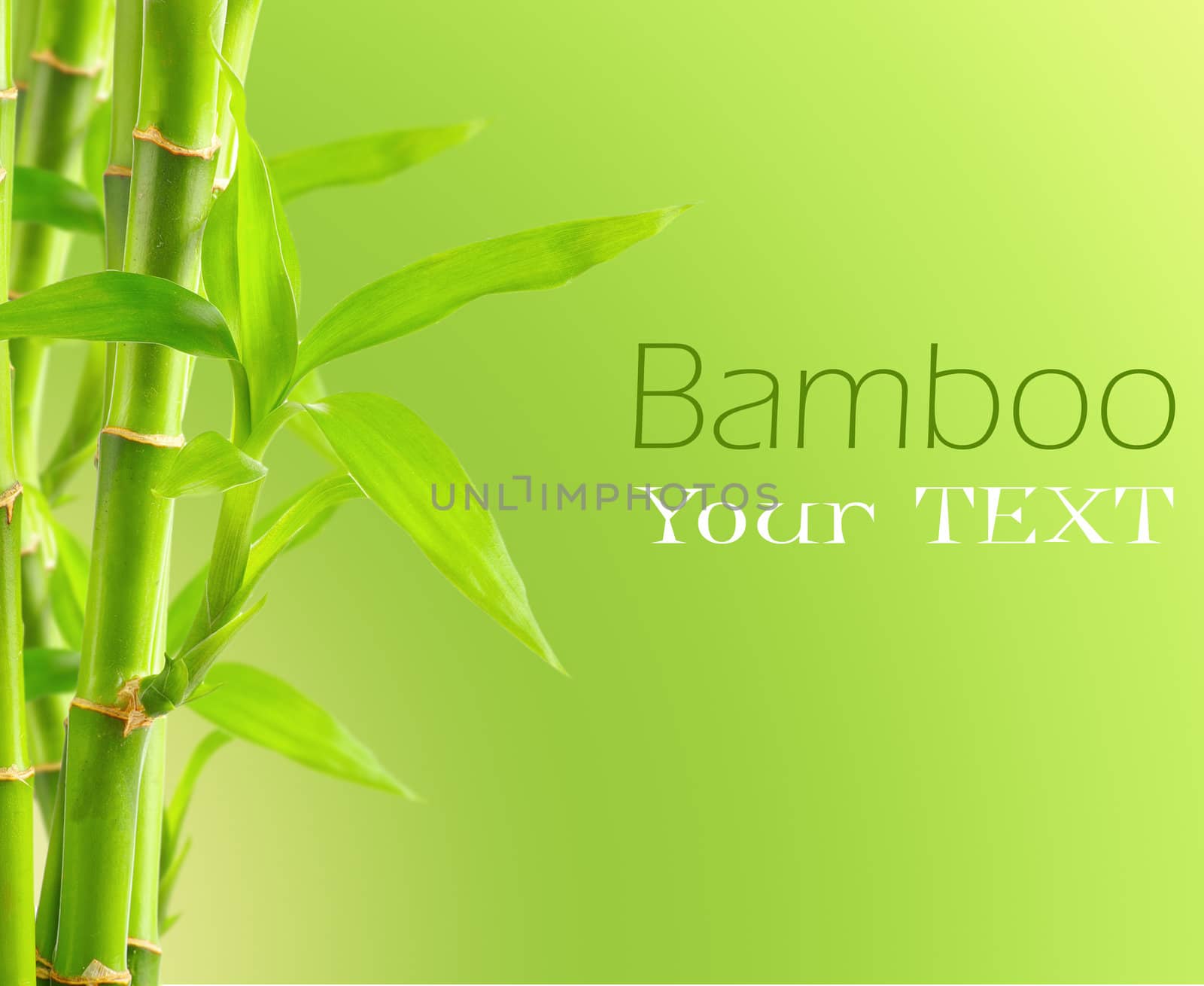 Bamboo background with copy space