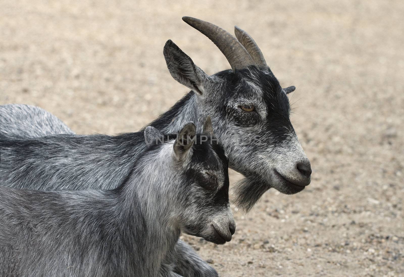 Grey mother goat laying with her child