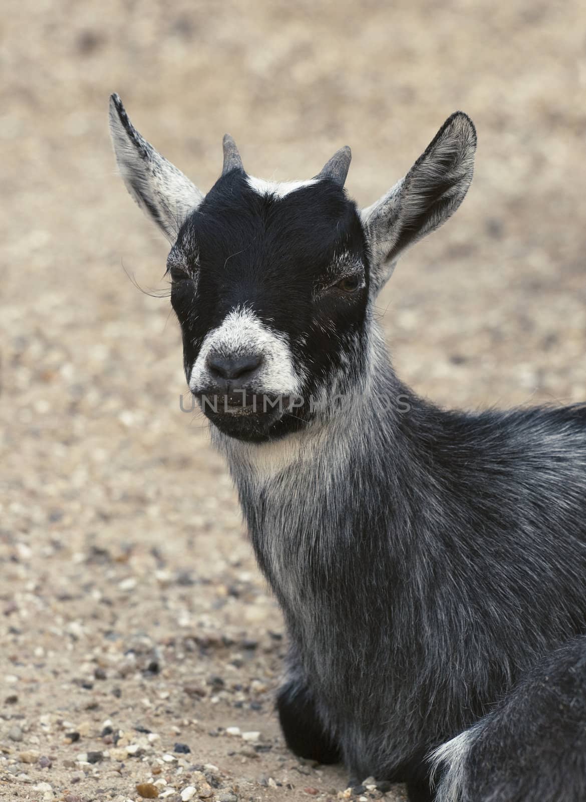 Gray baby goat sitting on the ground