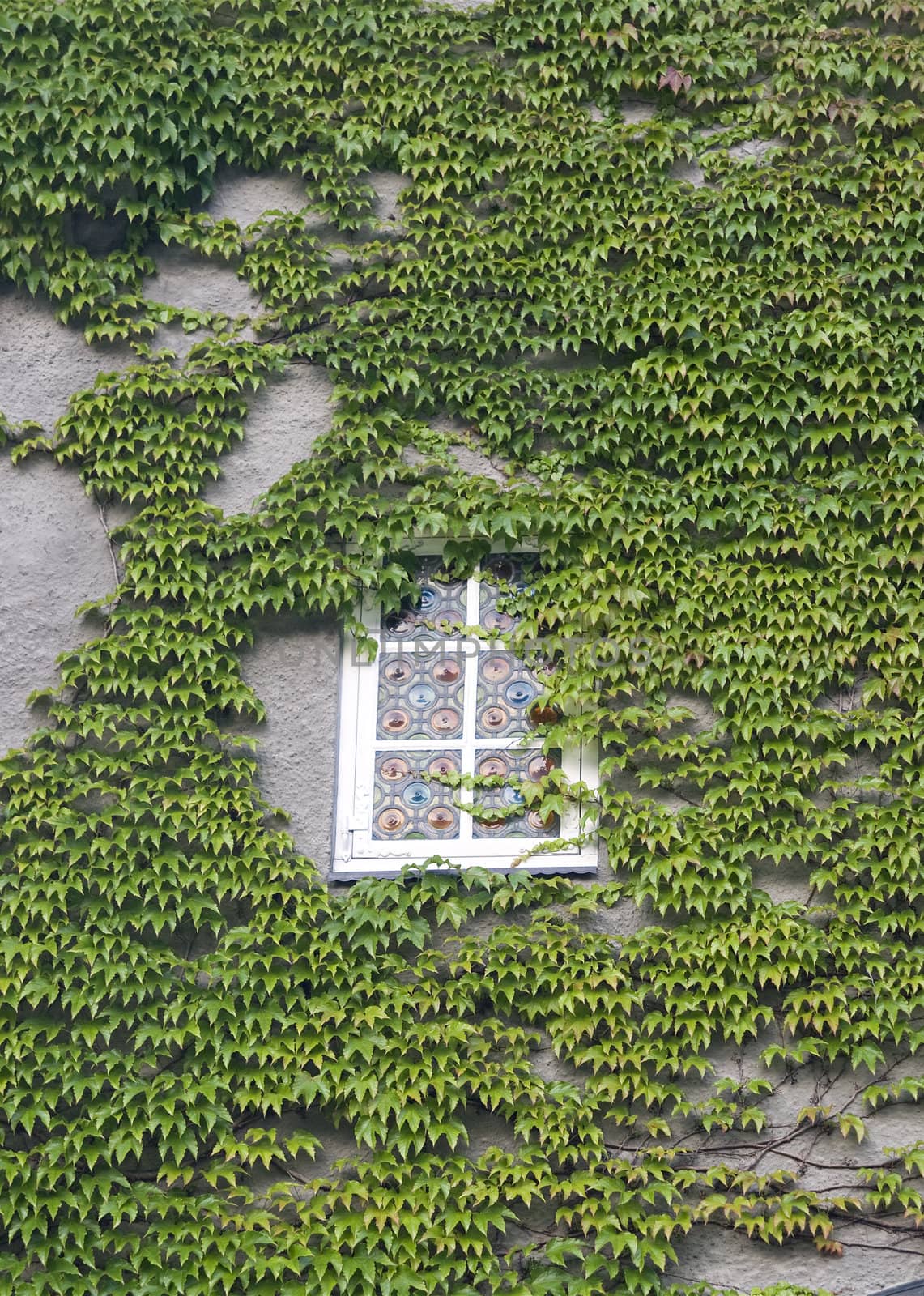 Wall of a house with window covered with ivy 