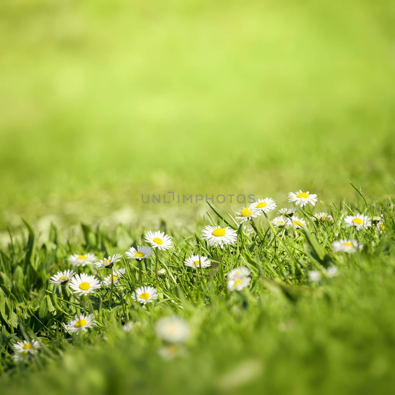 An image of a beautiful daisy flowers background
