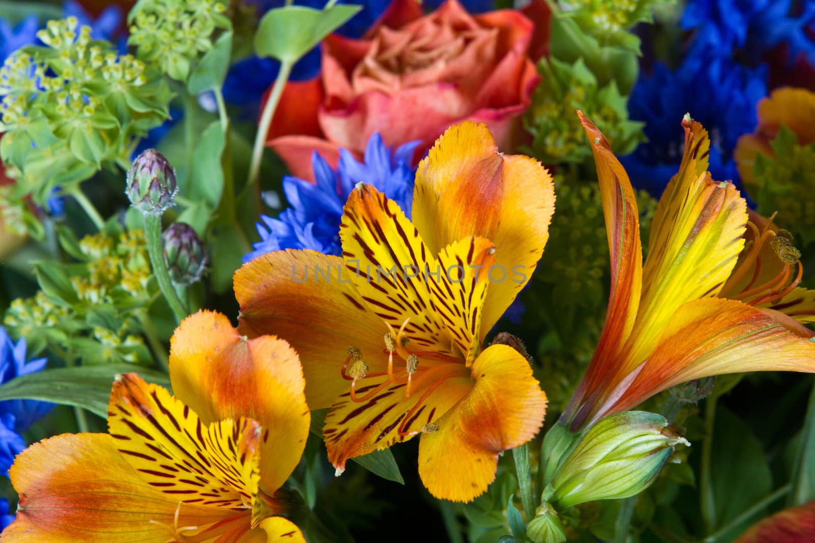 Huge flower bouquet on black background