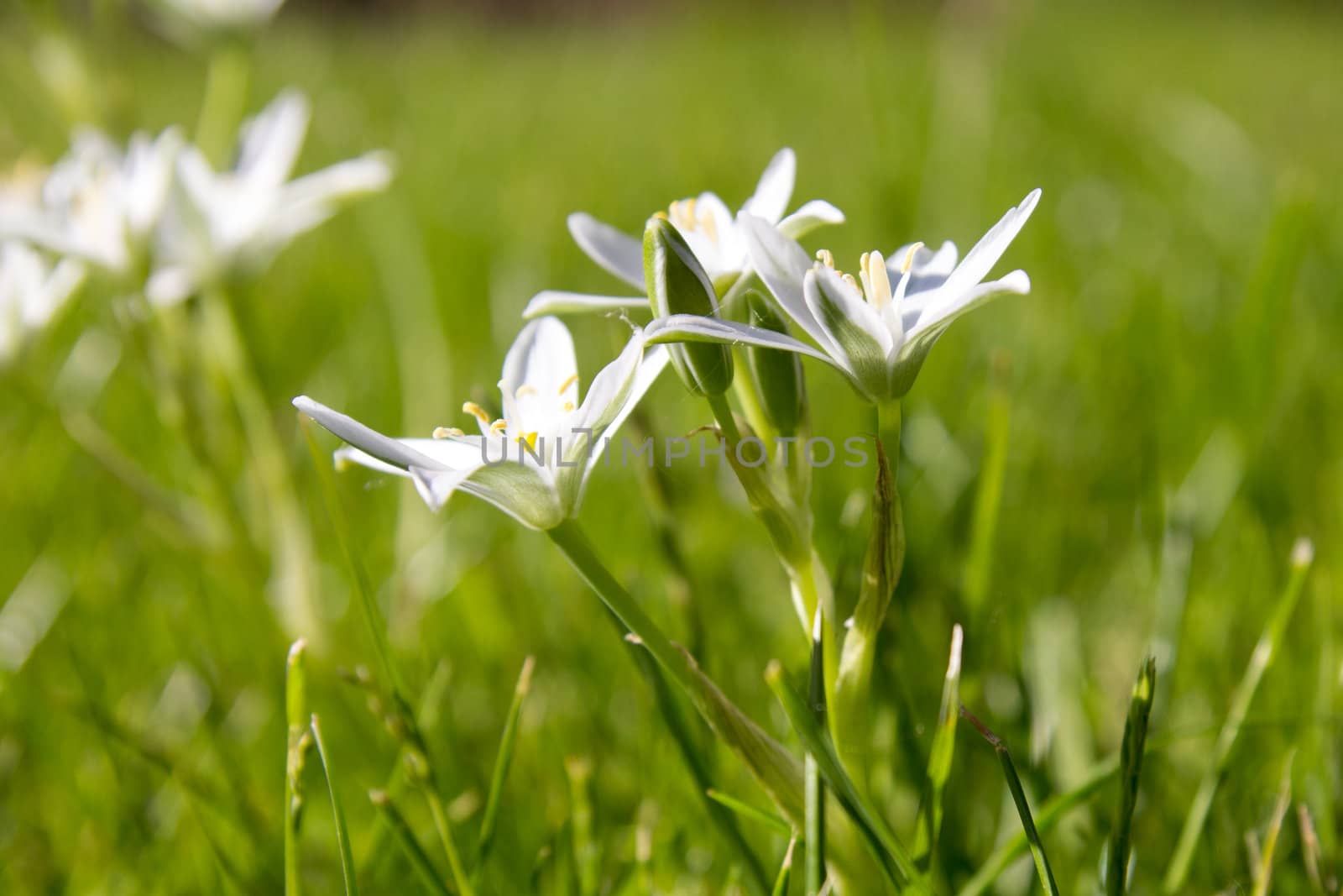 Lily family spring flower Star of Bethlehem (Ornithogalum umbellatum)