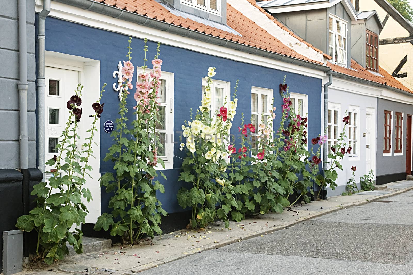 Flowers in a street near a residential house