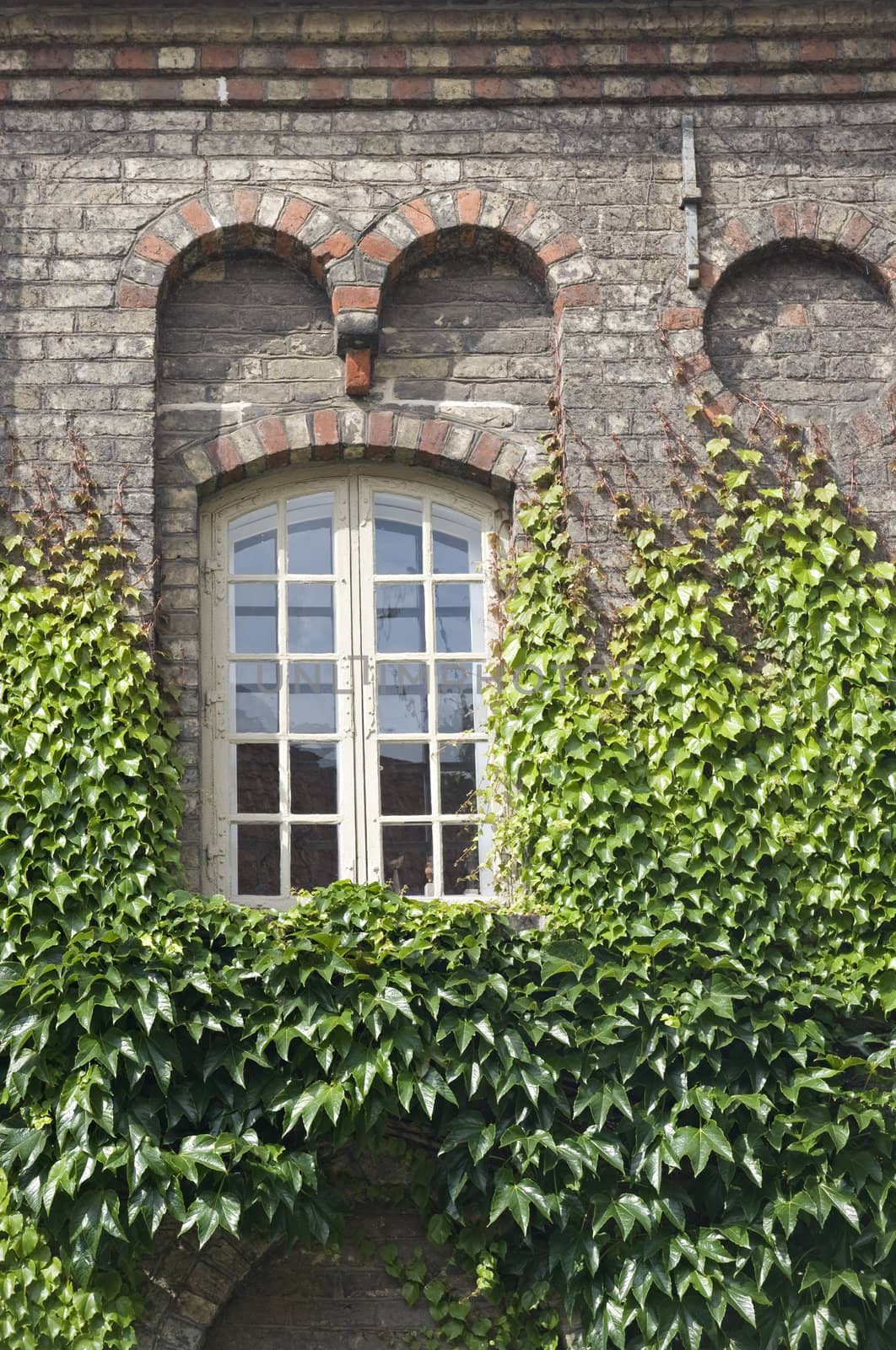 Wall of a house with window covered with ivy 