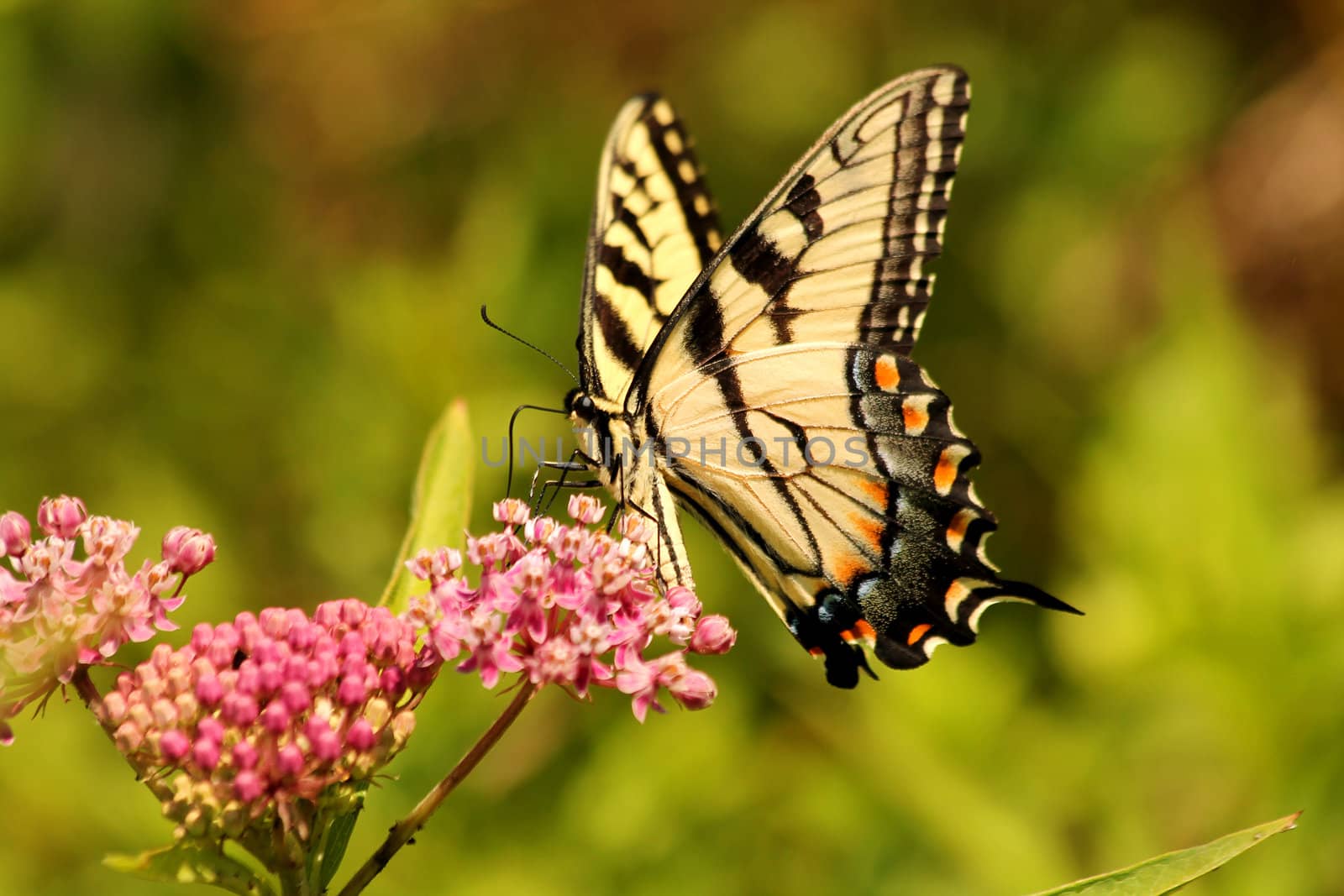 Eastern tiger swallowtail butterfly feeding