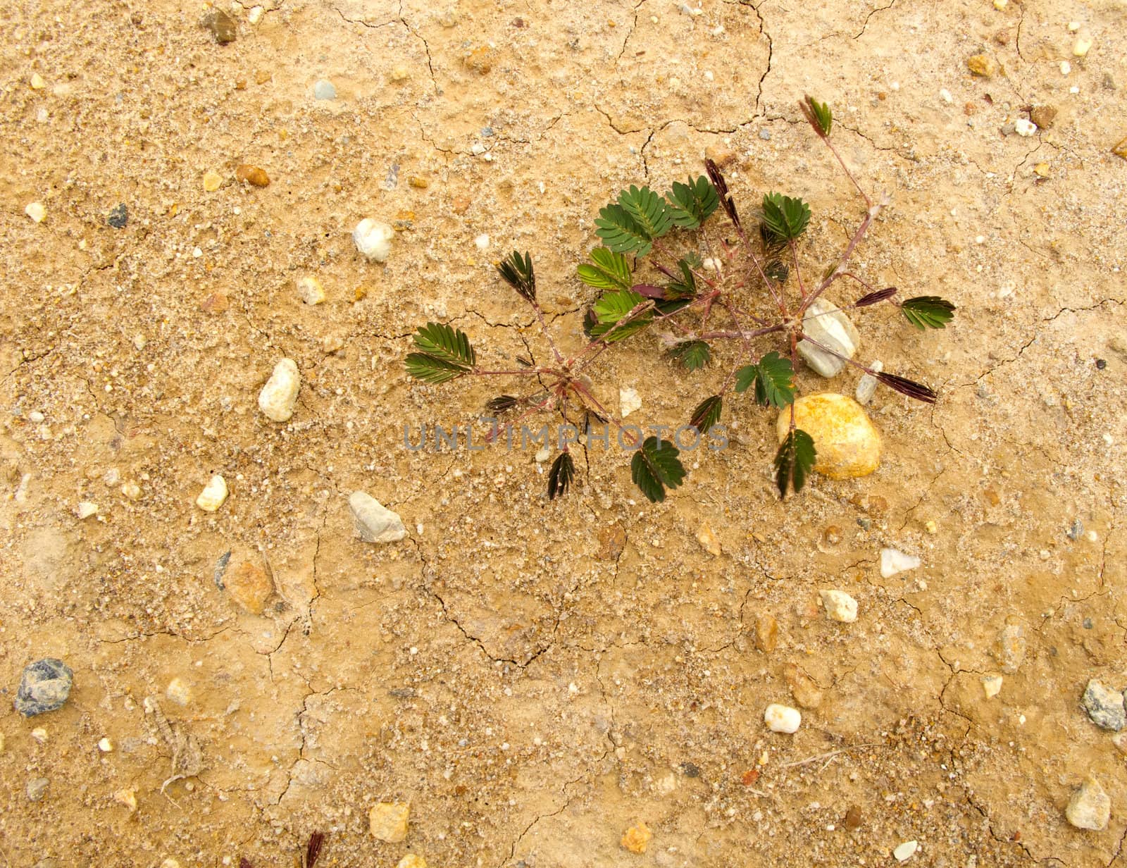 Small plant grow on ground with space by iampuay