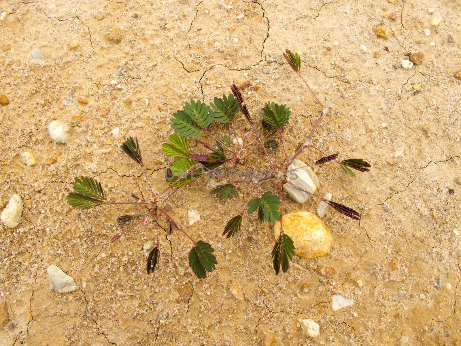 Small plant on dry ground by iampuay