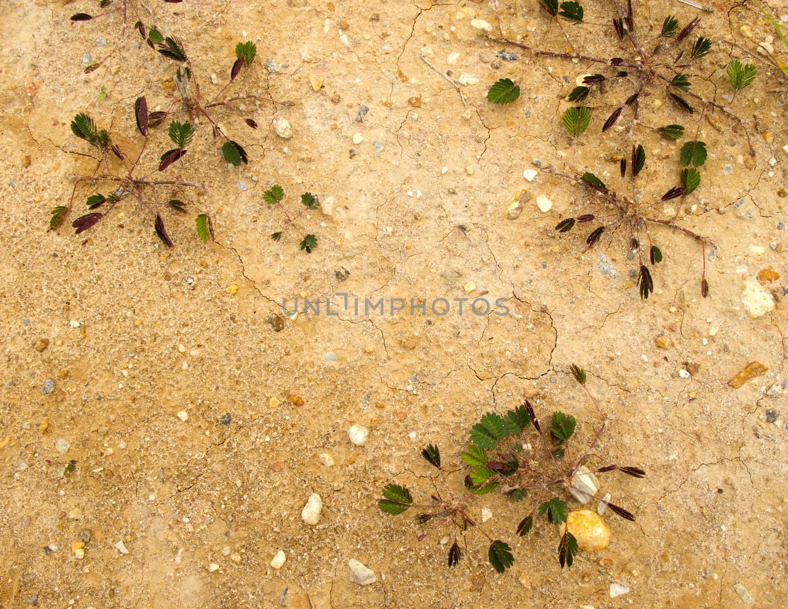 Small plant grow on ground with space as background