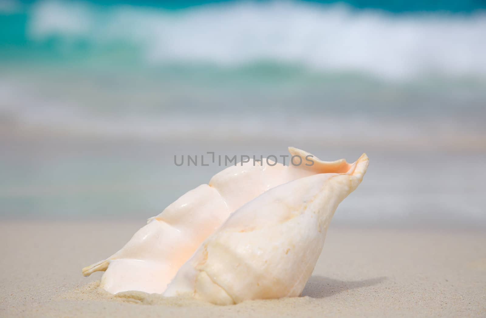 Shell on the beach. Ocean surf. Similan islands, Thailand.