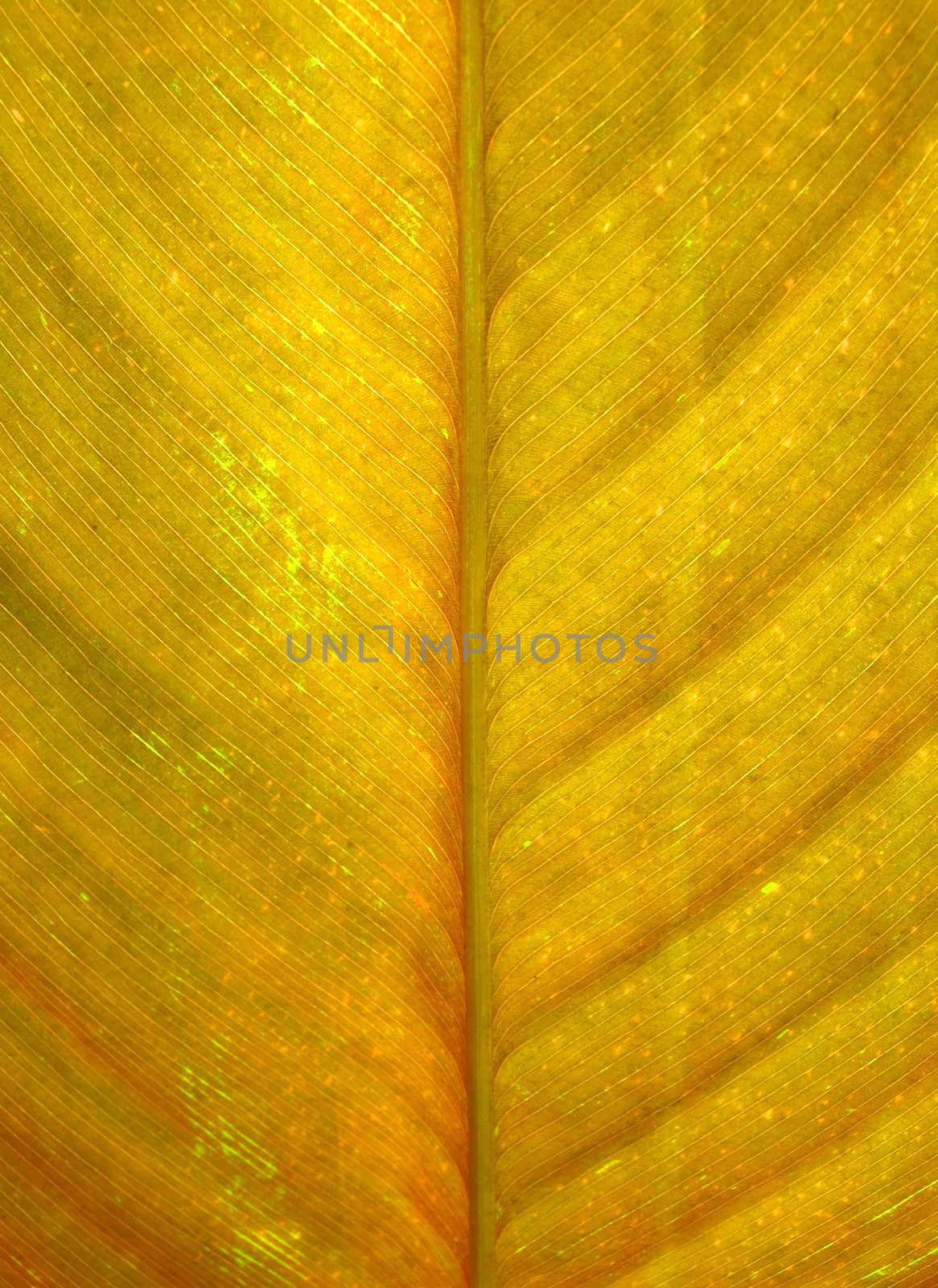 Texture of yellow leaf as background