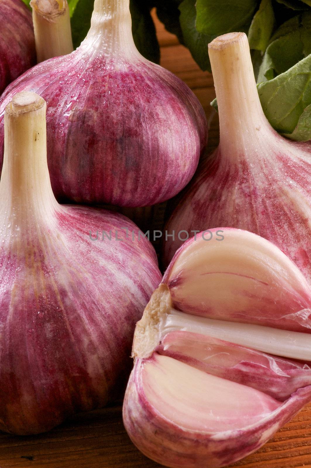 New Harvest Garlic Full body and Clipping Path Close up