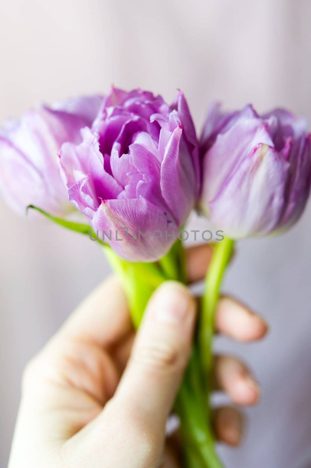 Women's hand holding small bouquet of three purple tulips against the light blurring background. Shallow DOF