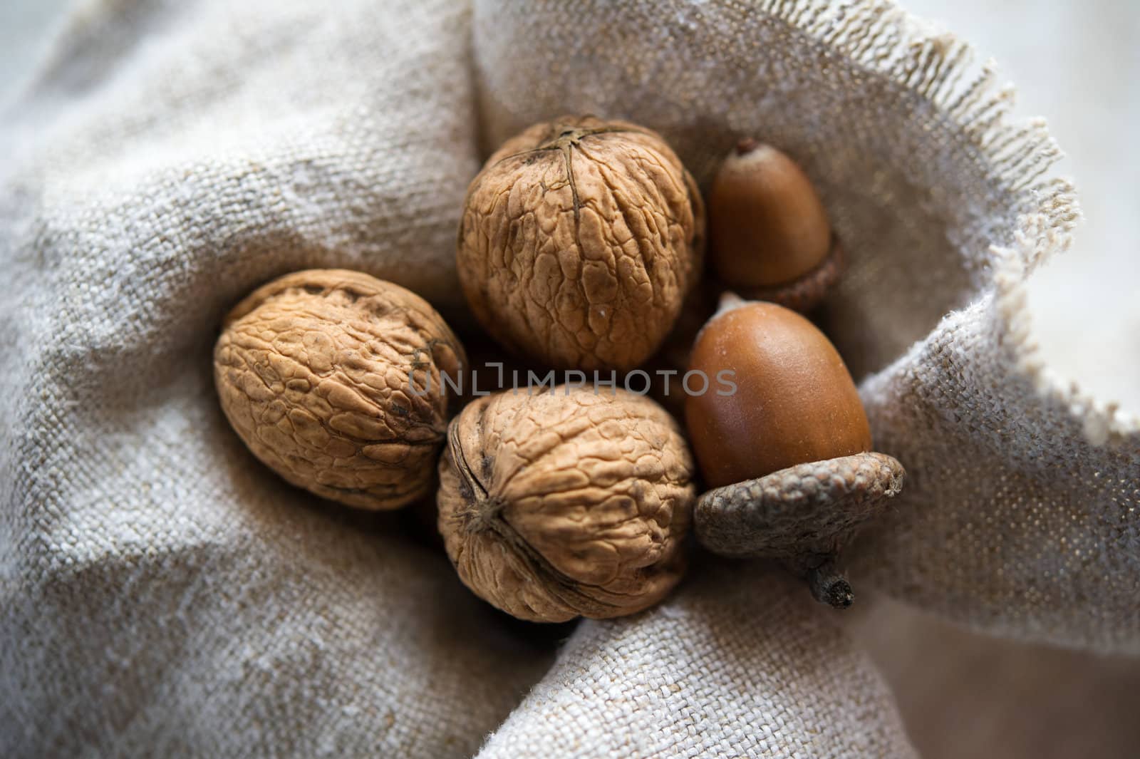 Still-life of the three acorns and walnuts laying on a canvas. Shallow DOF