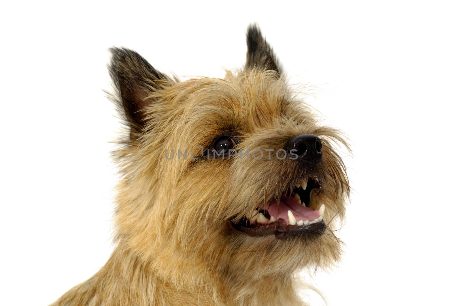 Face of sweet  happy dog, taken on a white background. The breed of the dog is a Cairn Terrier.