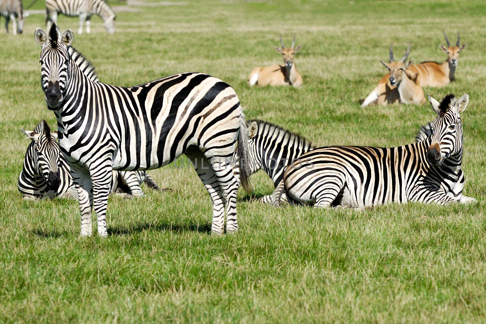 A group of zebras are resting in the green grass.
