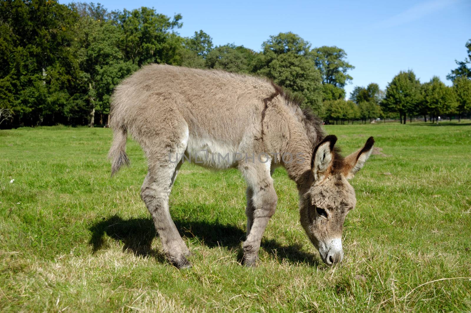 A sweet donkey foal is eating green grass
