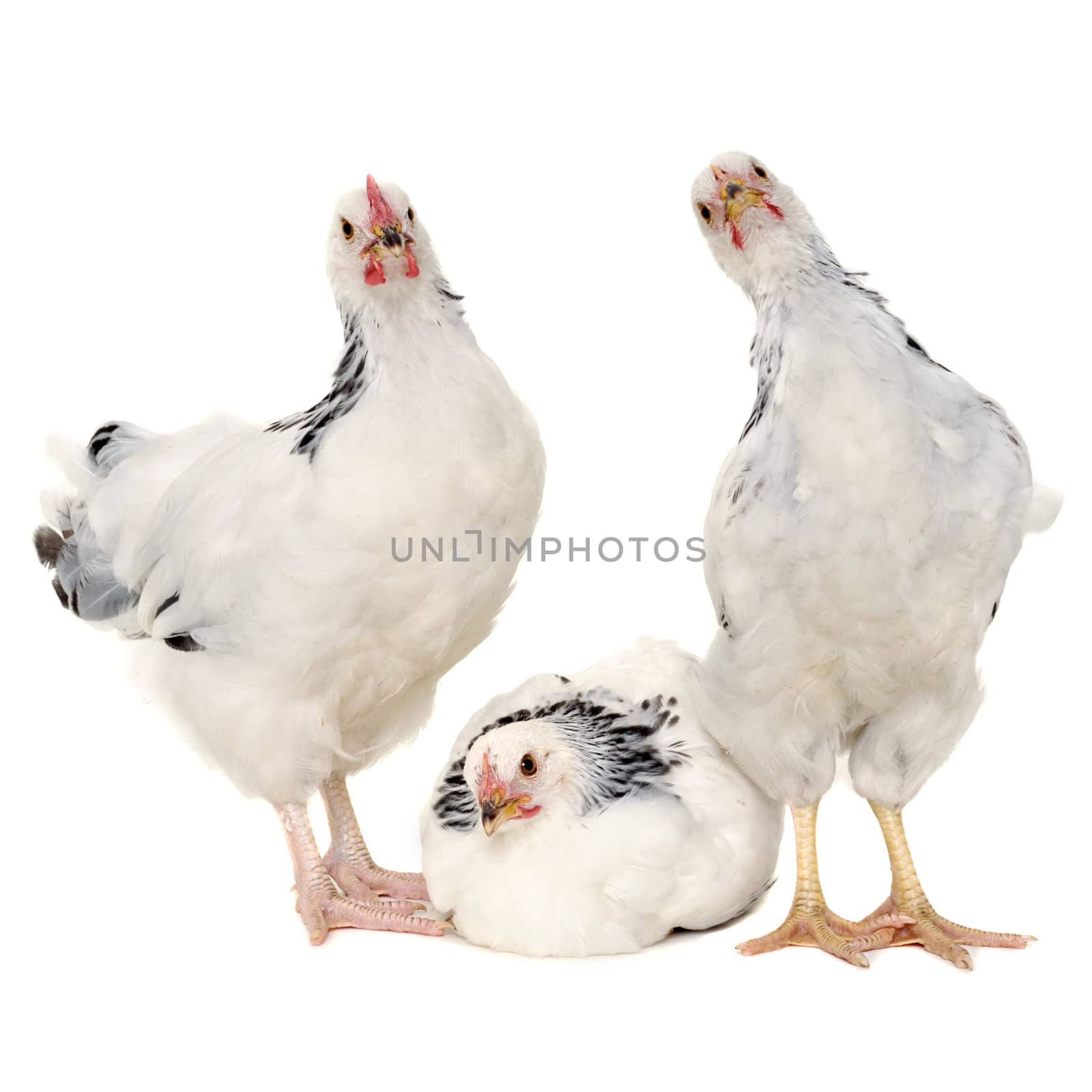 Chickens is standing and looking. Isolated on a white background.