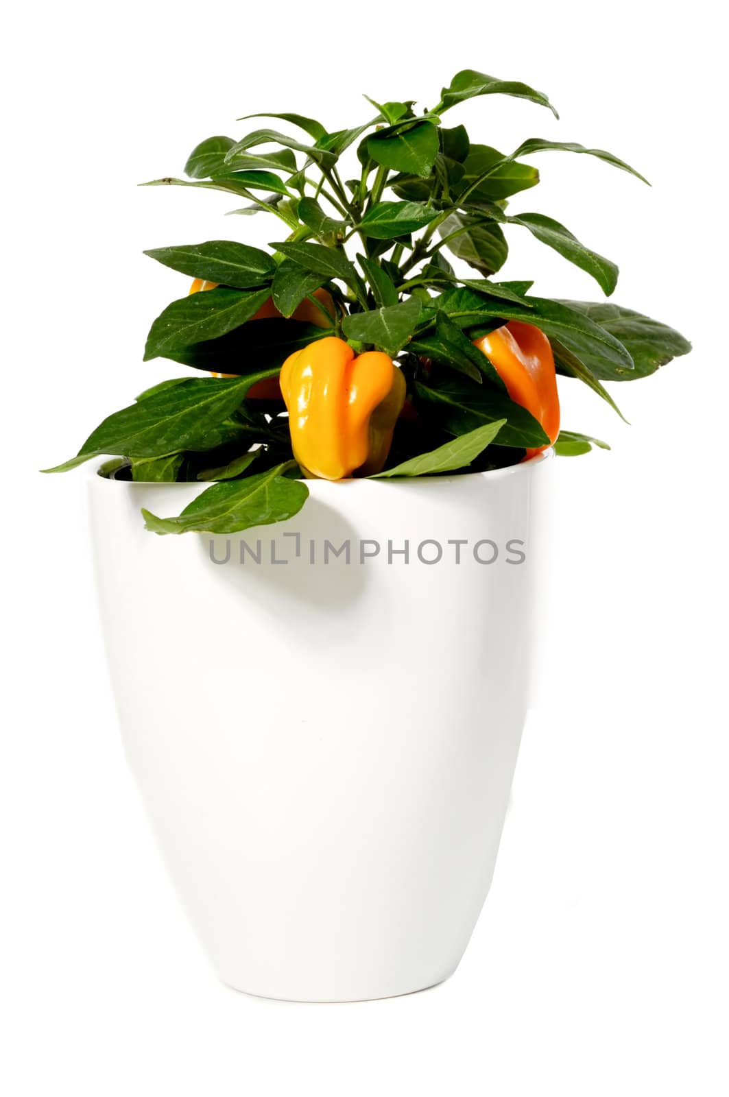 Orange pepper is growing in pot. Isolated on a white background.