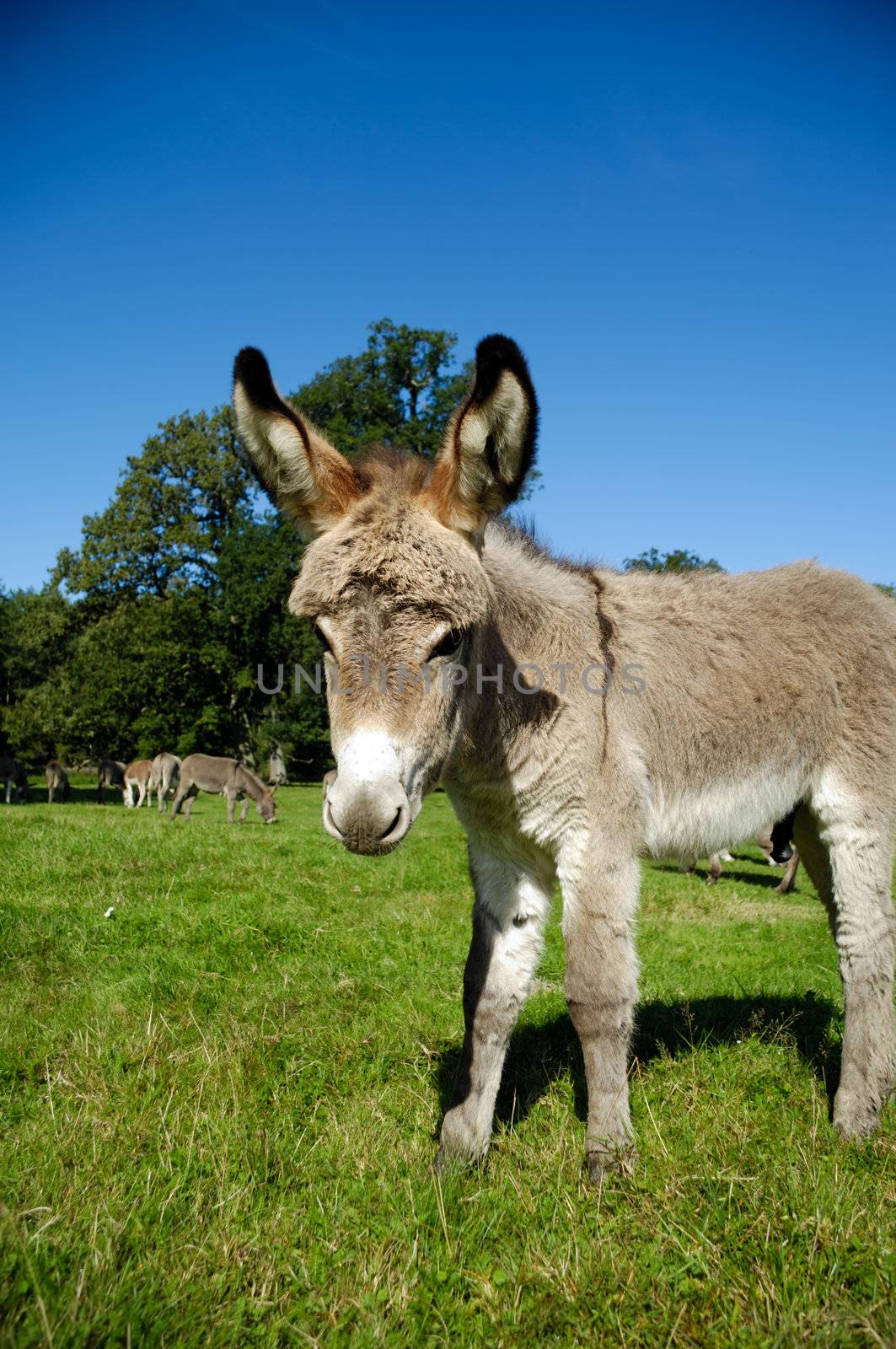 A sweet donkey foal is standing on green grass
