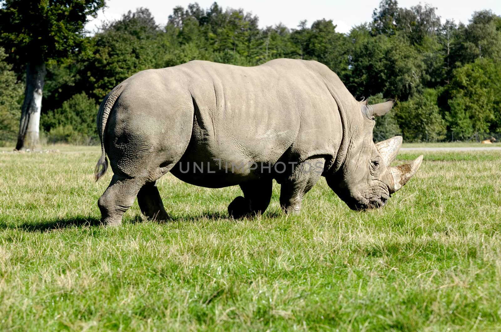 Rhino is walking on green grass