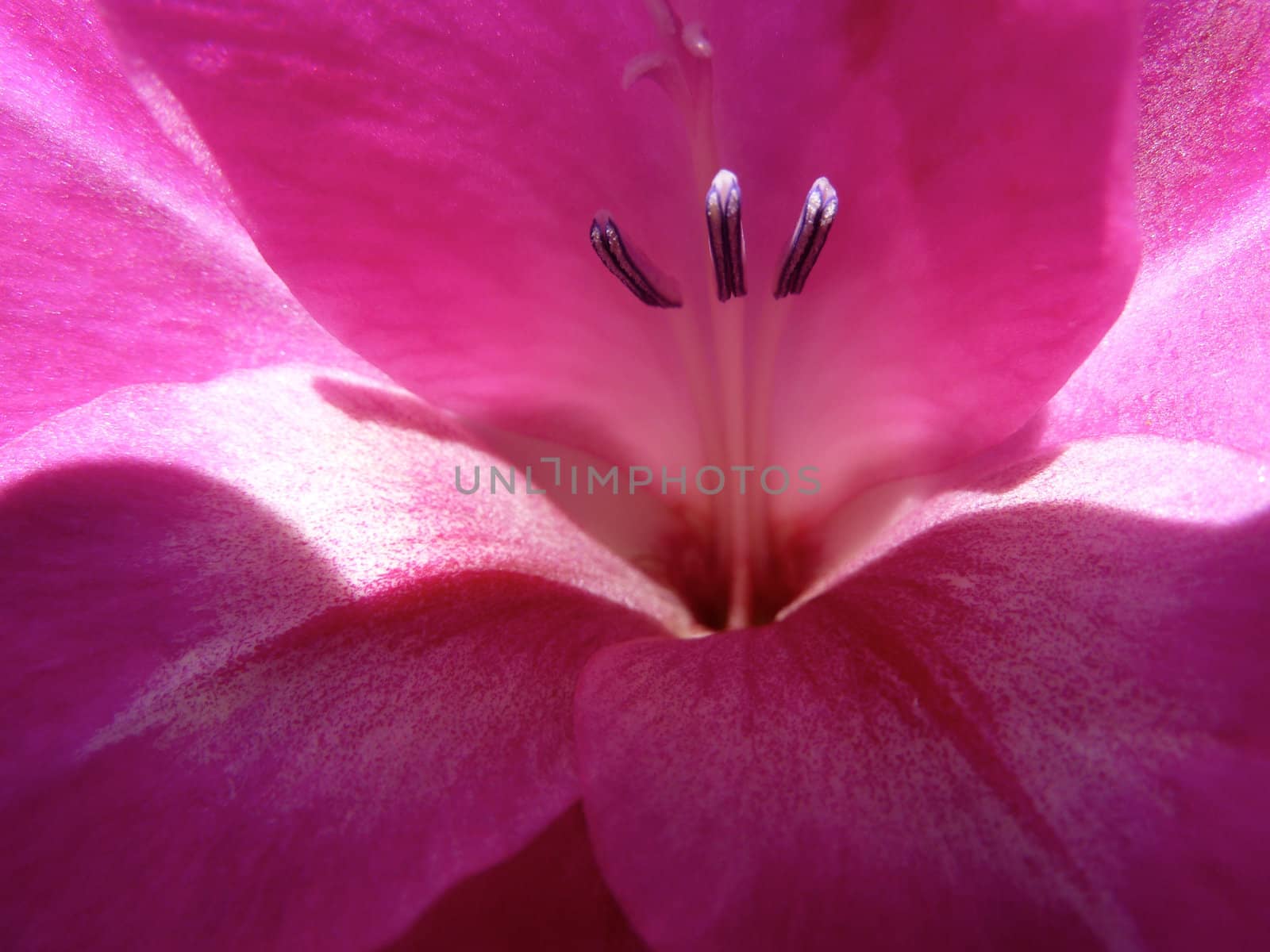 closeup of a deep pink gladioli flower