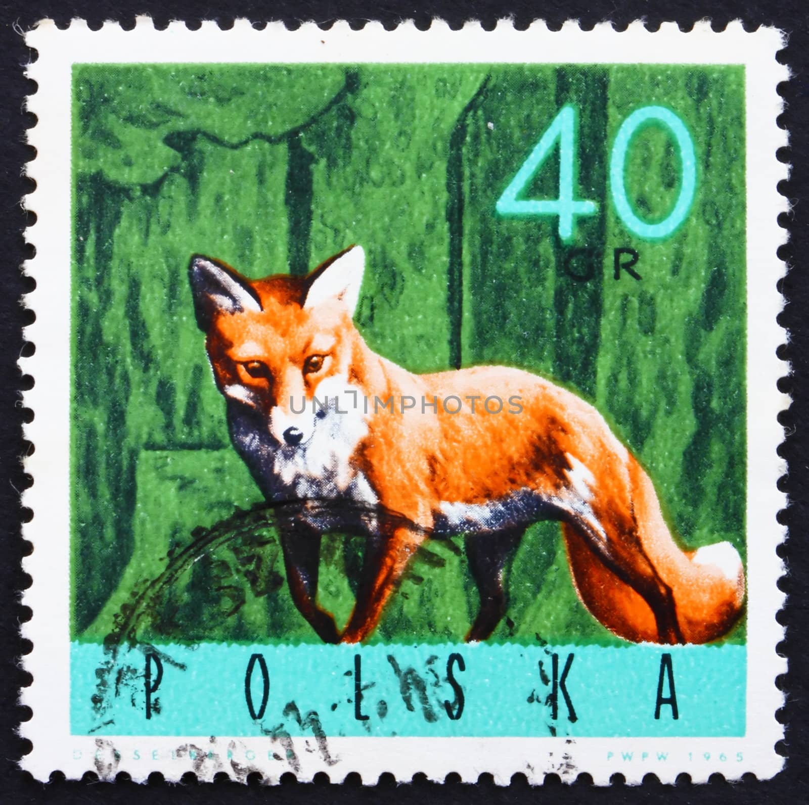 POLAND - CIRCA 1965: a stamp printed in the Poland shows Red Fox, Vulpes Vulpes, circa 1965