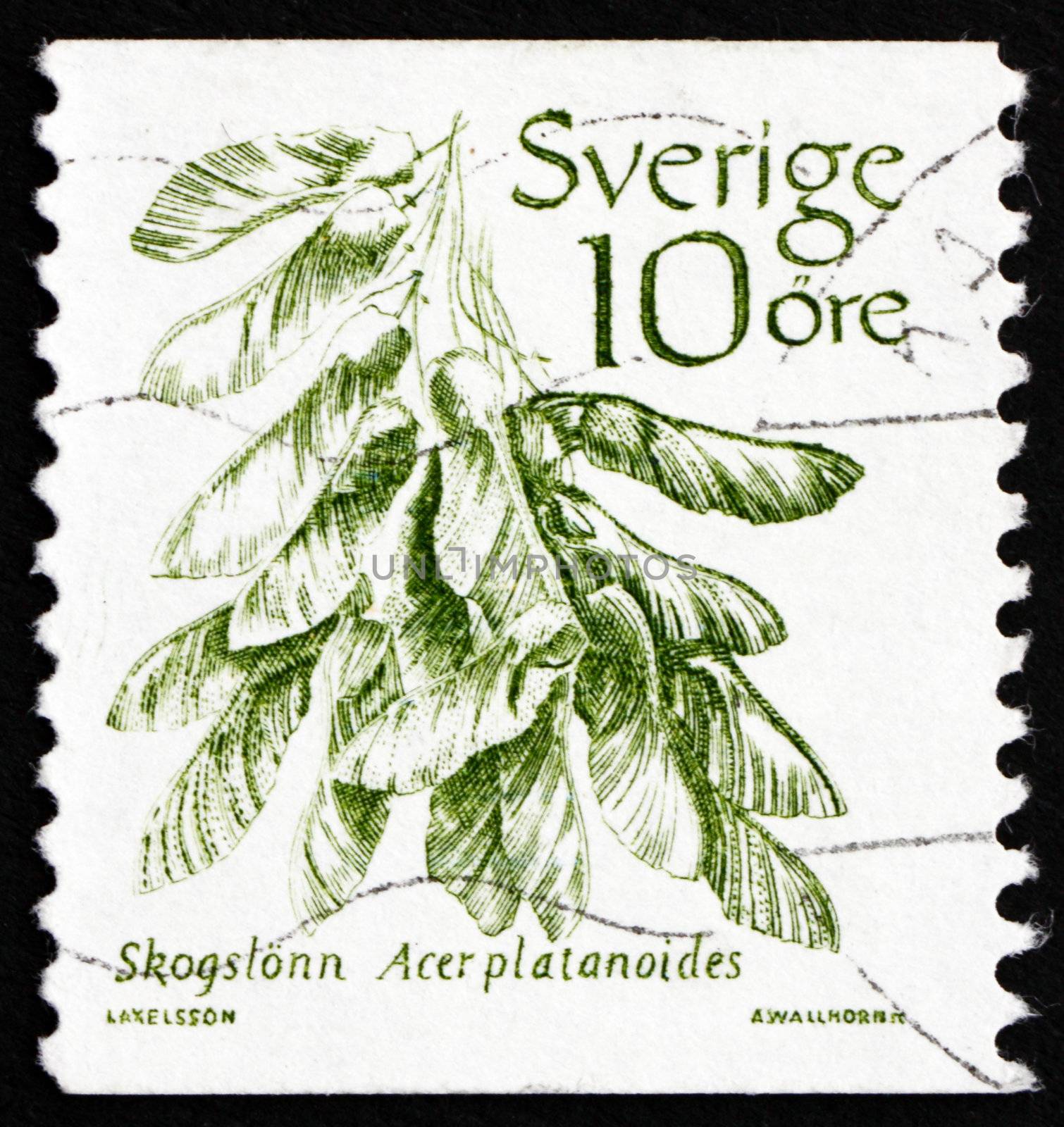 SWEDEN - CIRCA 1983: a stamp printed in the Sweden shows Norway Maple, Acer Platanoides, Tree, circa 1983